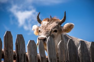 Over de schutting kijkennieuwsgierig